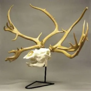 Caribou Reindeer Skull Replica w/ Stand