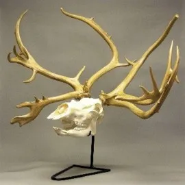 Caribou Reindeer Skull Replica w/ Stand