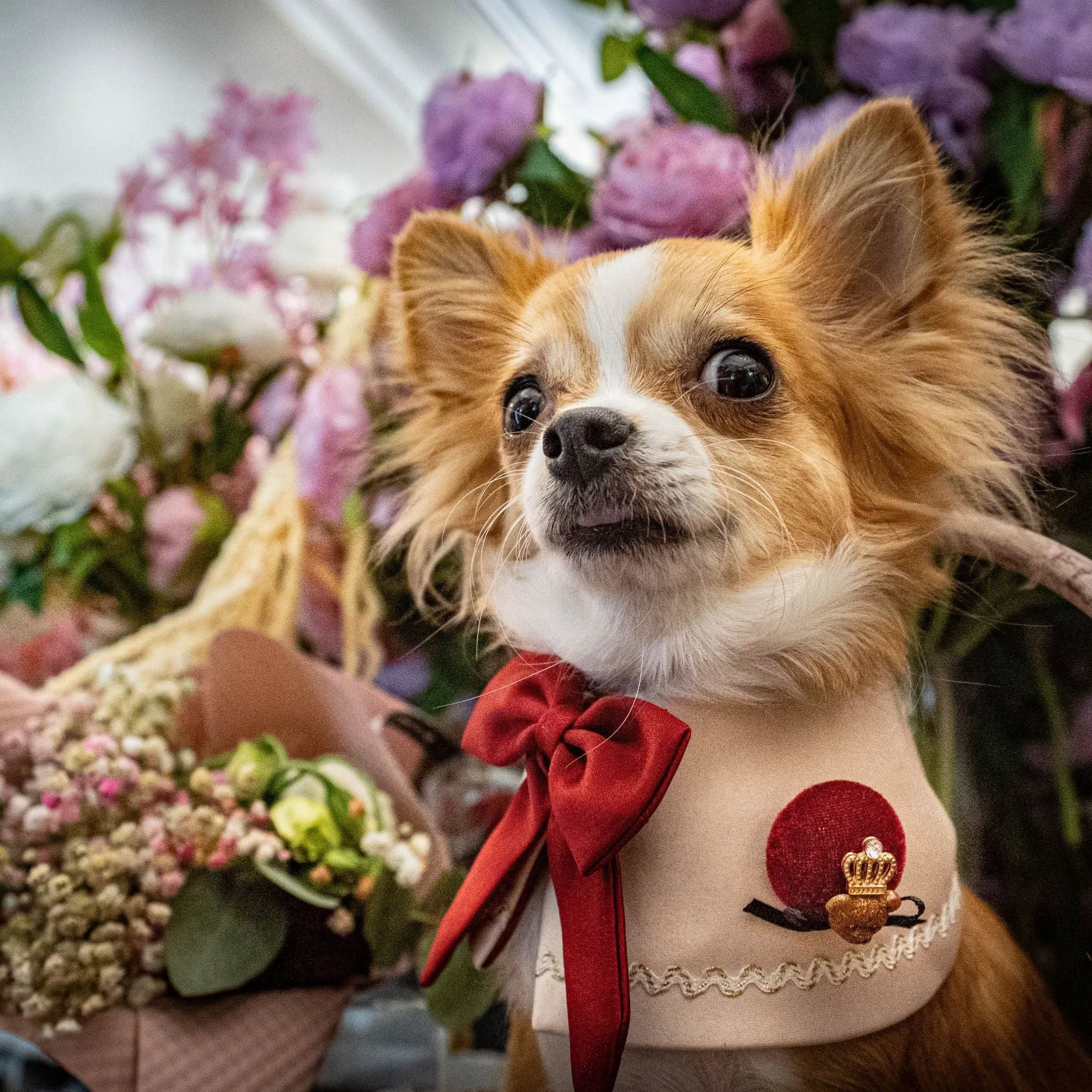 Duchess Capes - Cardinal