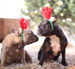 Holiday Antlers Headband for Dogs and Cats