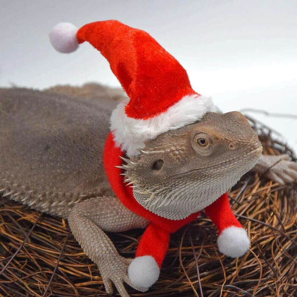 Reptile Santa Hat with Scarf
