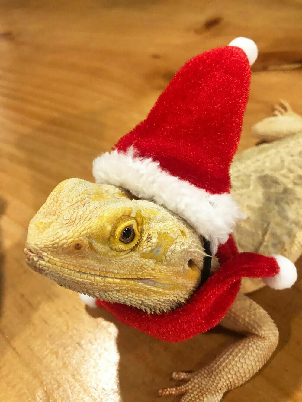 Reptile Santa Hat with Scarf