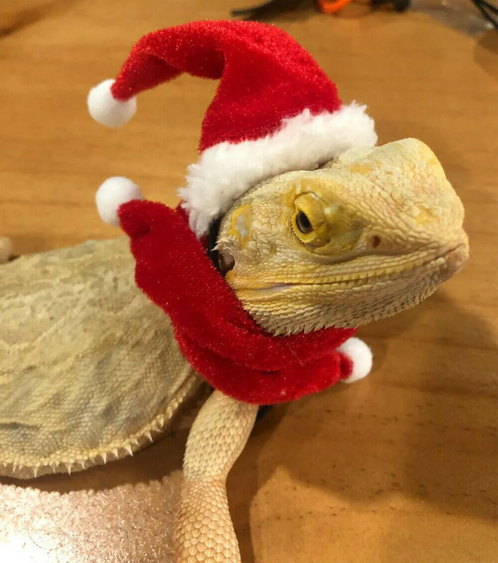 Reptile Santa Hat with Scarf