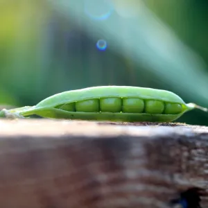 Shelling Pea - Little Marvel