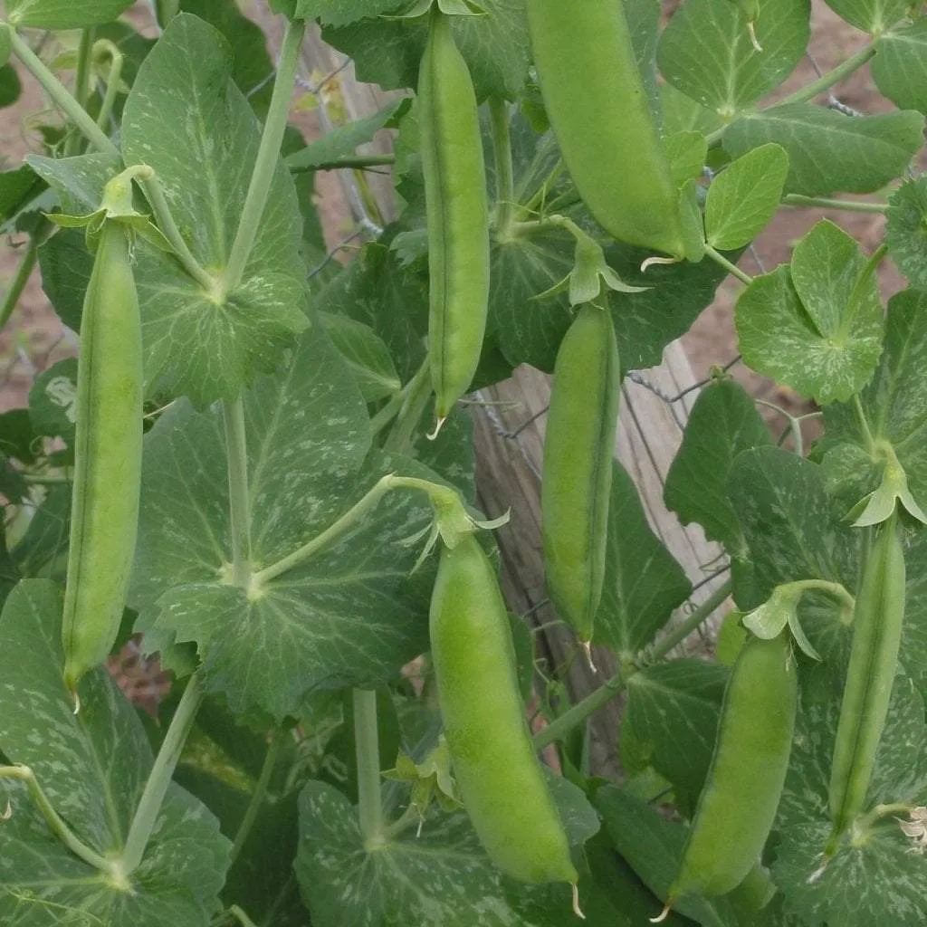 Shelling Pea - Little Marvel