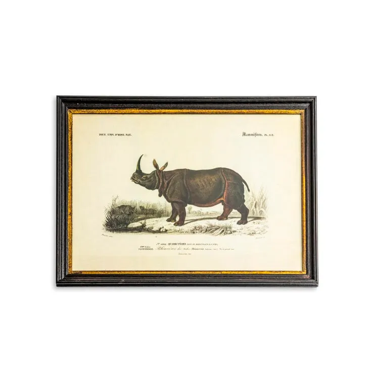 Vintage Animal Print In A Black & Gold Frame - 73cm x 53cm